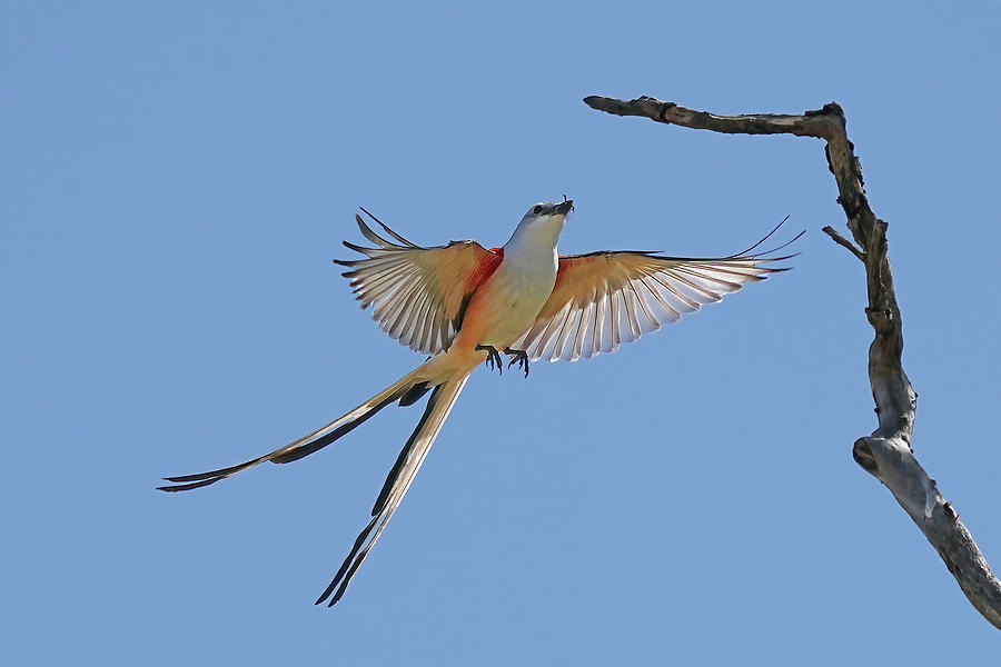 Flycatcher Photograph - Scissor-tailed Flycatcher by Alan Lenk