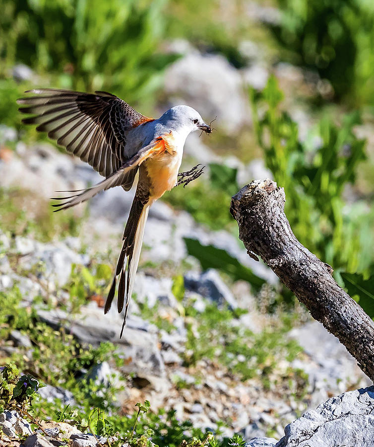Scissor Tailed Flycatcher One Photograph by Dave Melear
