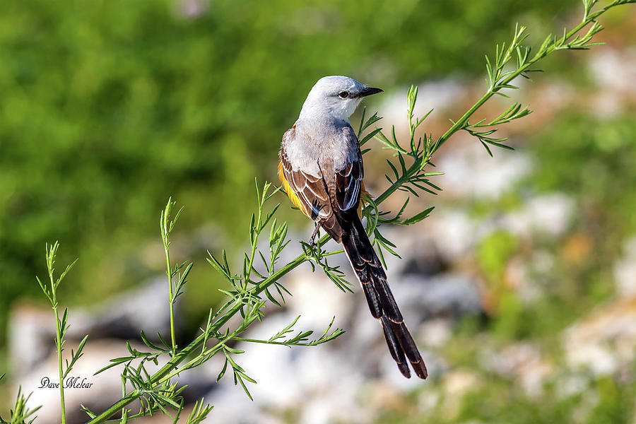 Scissor-tailed Flycatcher Three Photograph by Dave Melear