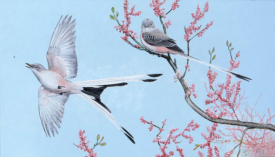 Scissor-tailed Flycatchers Painting by Barry Kent MacKay