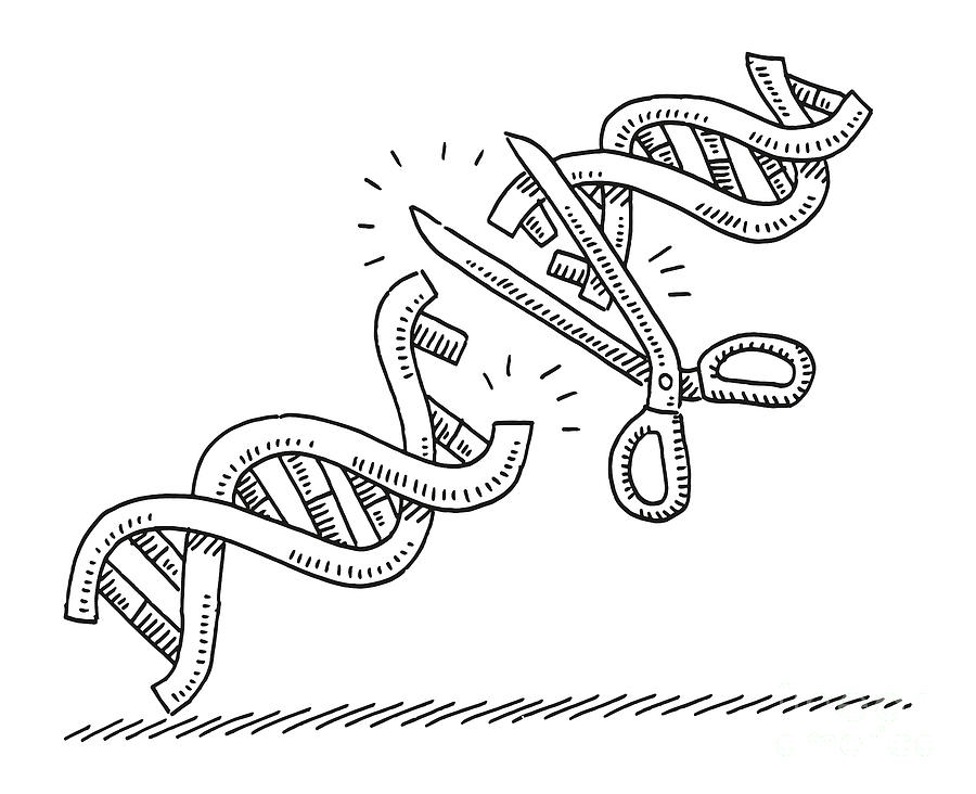 Black And White Drawing - Scissors Cut DNA Helix Drawing by Frank Ramspott