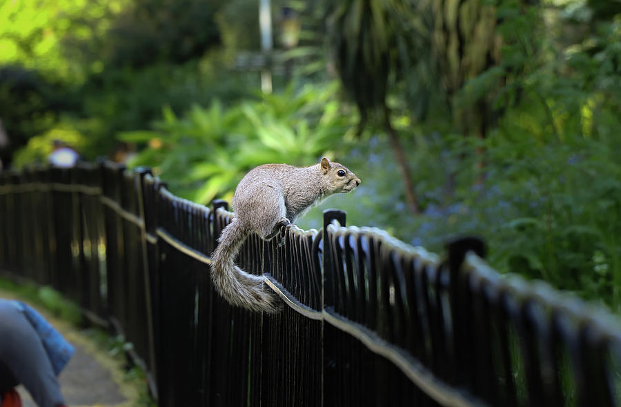 Sciurus carolinensis jump from one handrail on another in Hyde park, London - capital city of England. Grey Squirrel looks into a wild and waits for order.  Connection and coexistence Photograph by Vaclav Sonnek