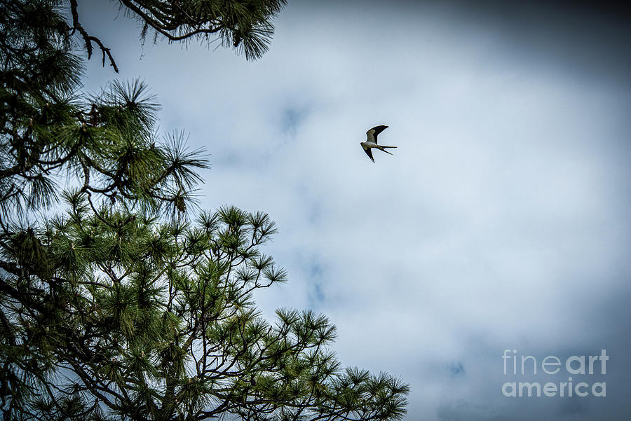 Scissor Tailed Kite Photograph by Daniel Hebard