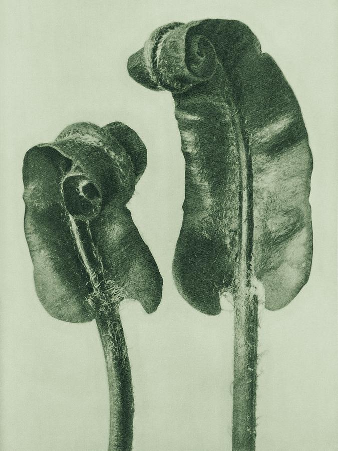 Berlin Photograph - Scolopendrium Vulgare, Harts Tongue Fern, Young Rolled-Up Fronds enlarged 6 times by Karl Blossfeldt
