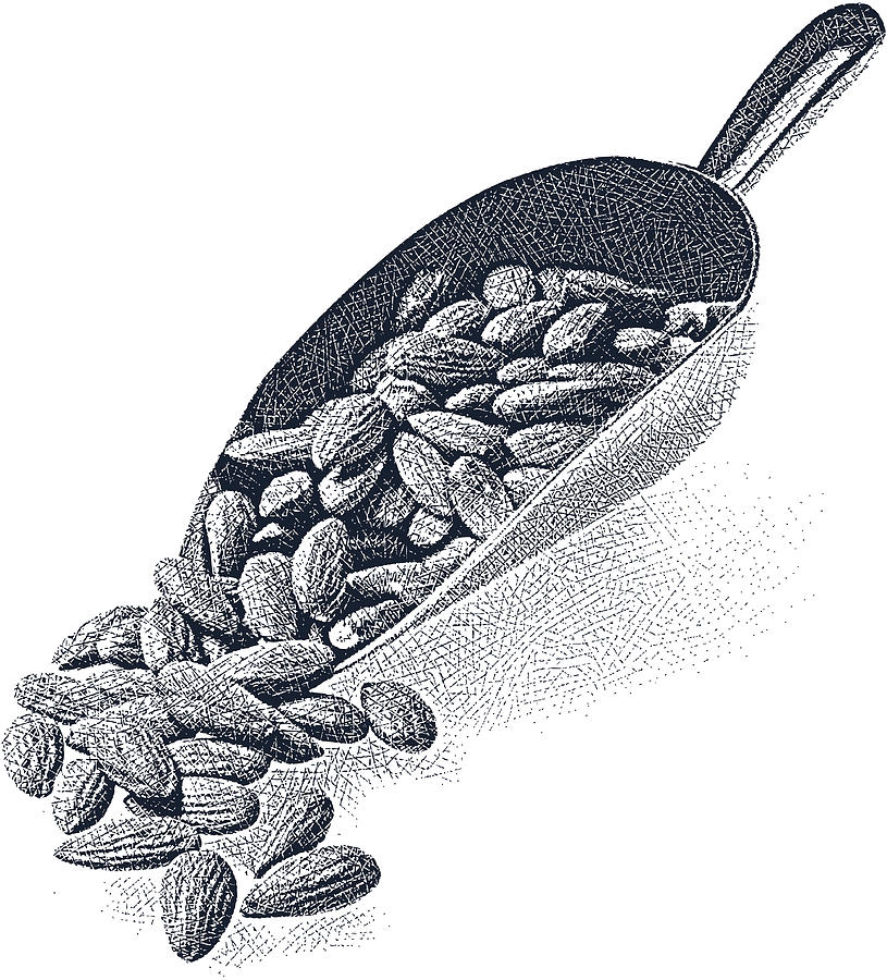Scoop of Almonds Drawing by GeorgePeters