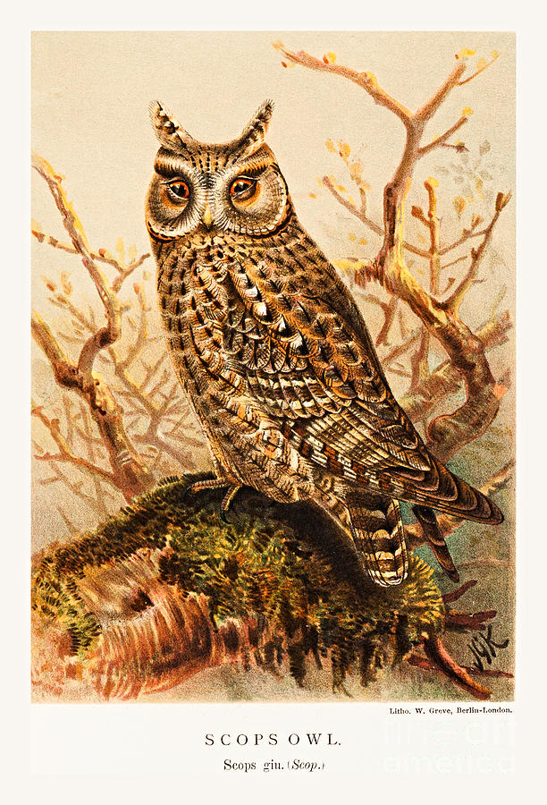 Scops Owl Painting by Peter Ogden