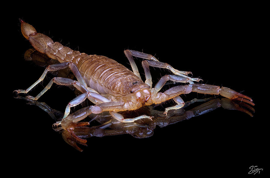 Scorpion Photograph by Endre Balogh
