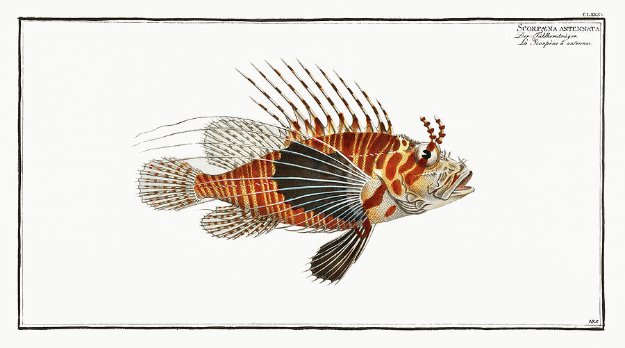 Scorpion Fish Mixed Media by World Art Collective