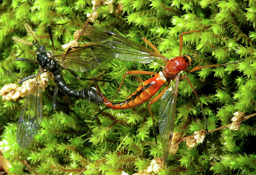 Scorpion Flies Photograph by Joshua Bales