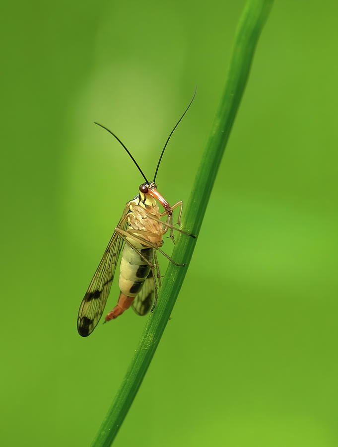 Scorpion fly  Photograph by Jouko Lehto