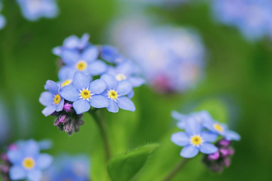 Scorpion Grasses Flower - Myosotis Photograph by Ashira Vision - Fine ...