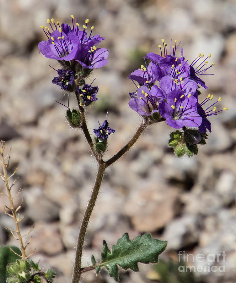 Arizona Photograph - Scorpion Weed  A9275-2 by Stephen Parker