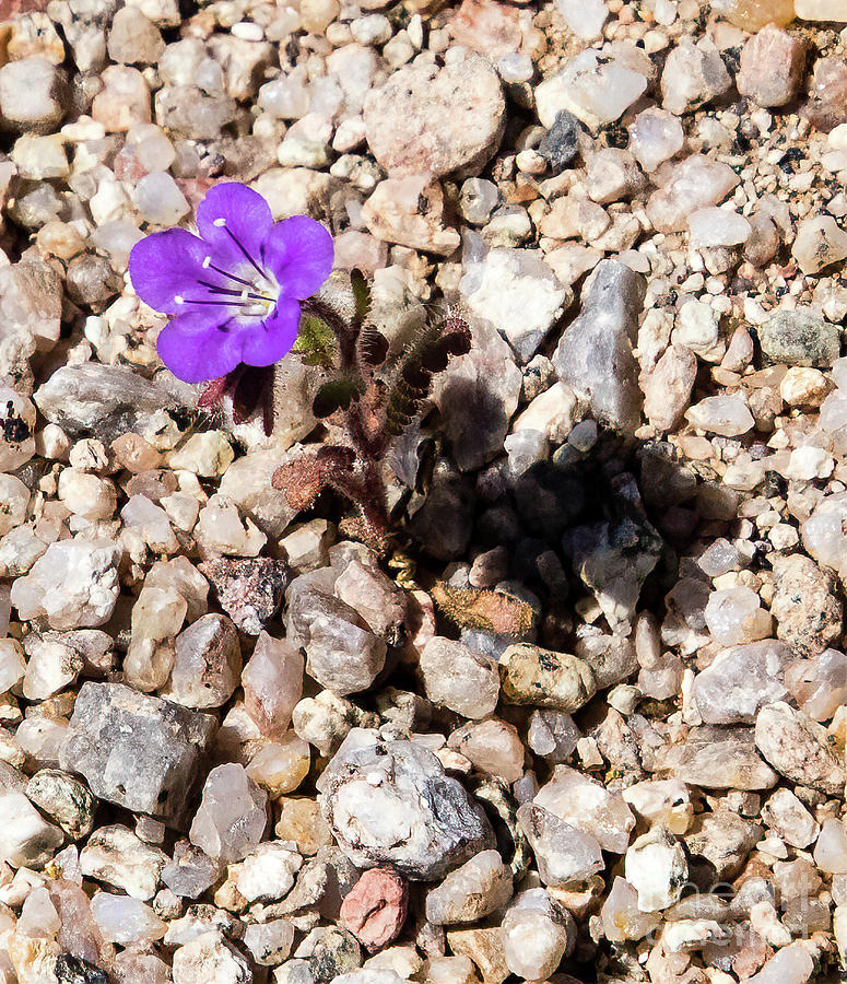 Arizona Photograph - Scorpion Weed  A9279-2 by Stephen Parker