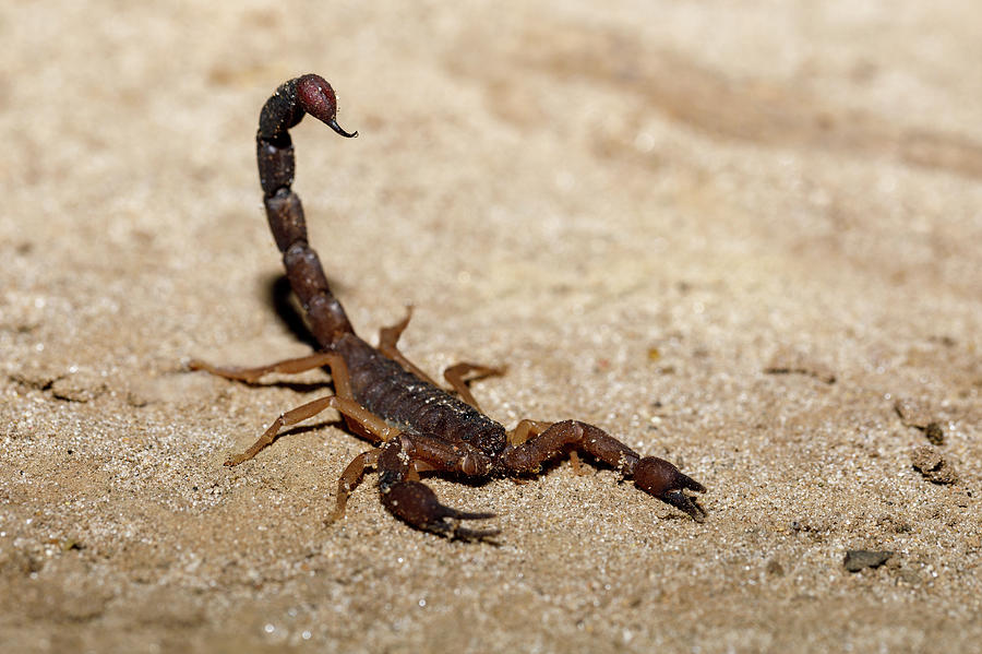 Scorpions, predatory arachnids Madagascar Photograph by Artush Foto ...