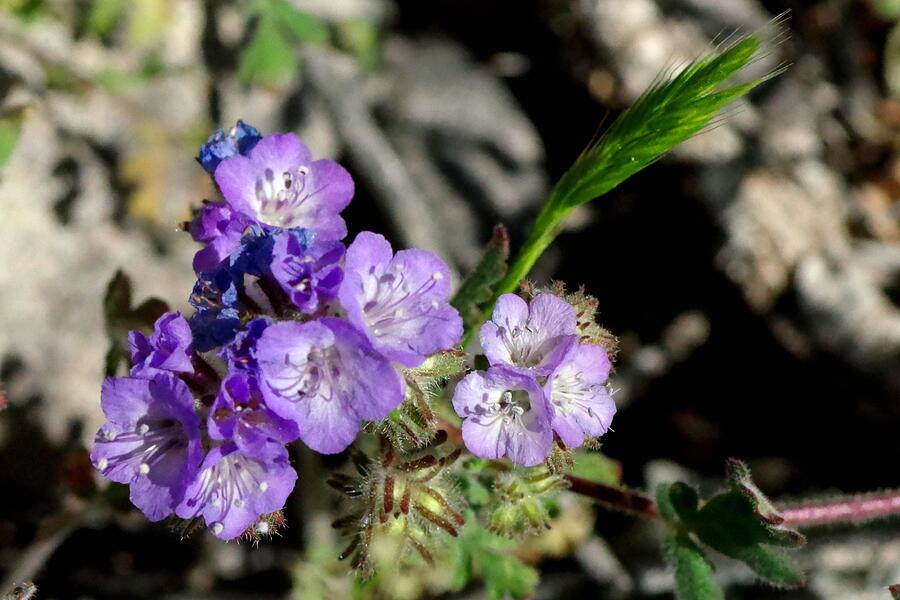 Flowers Still Life Photograph - Scorpionweed with Grass by Pat Goltz
