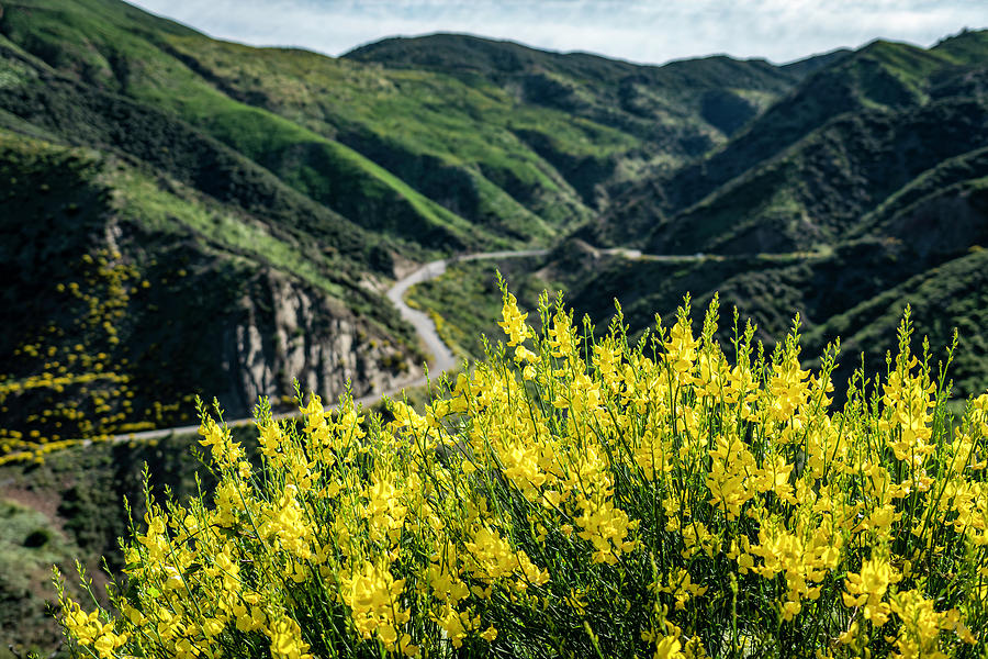 Scotch Broom in the Mountains Photograph by Lindsay Thomson