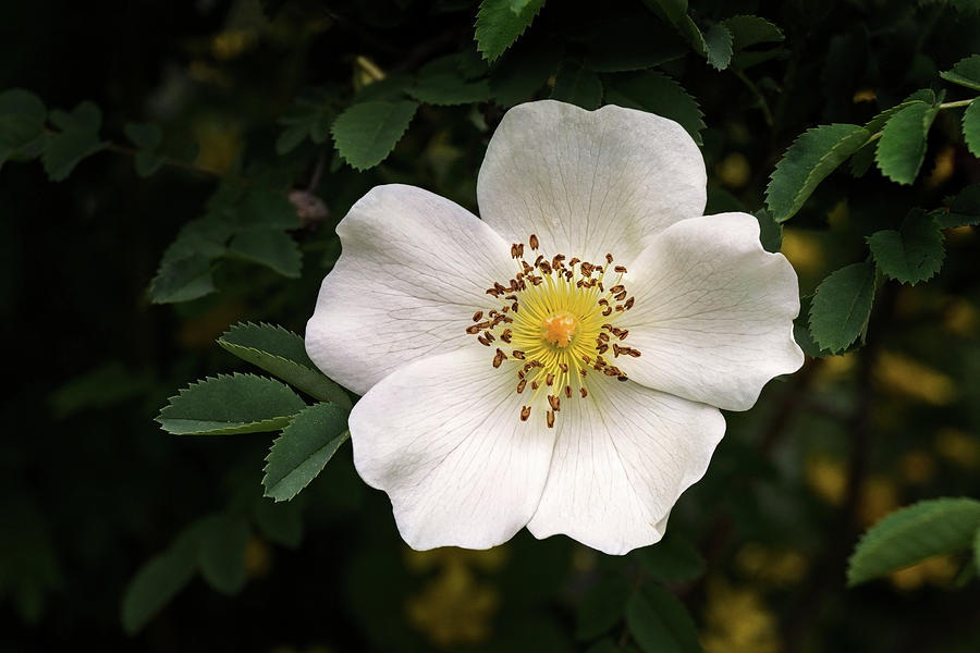 Scotch Rose Flower Rosa spinosissima Photograph by Michael Russell
