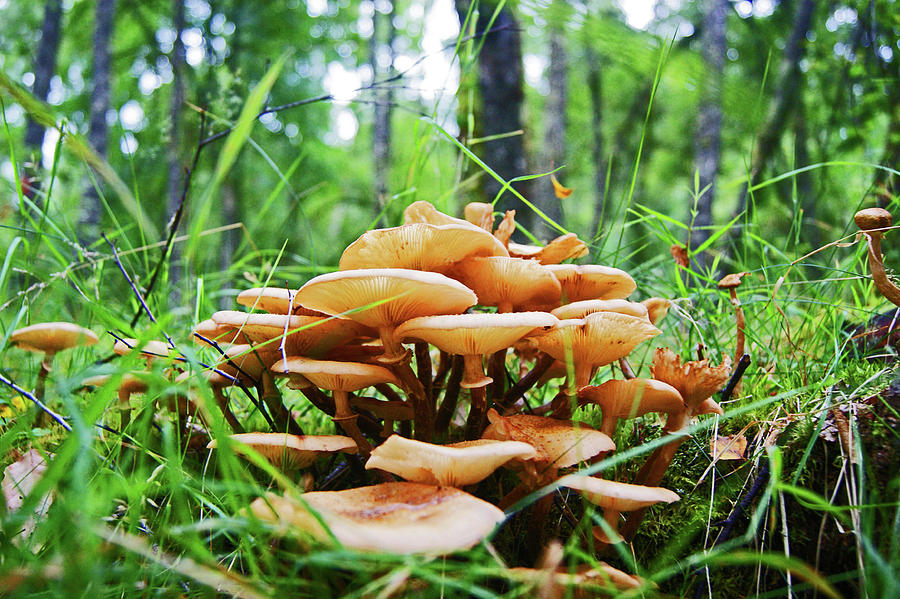SCOTLAND. Killiecrankie Mushrooms. Photograph by Lachlan Main