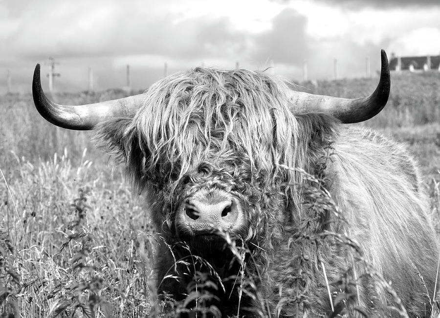 Black And White Portrait Of A Highland Cow Looking At The Camera by  Stocksy Contributor Will Clarkson