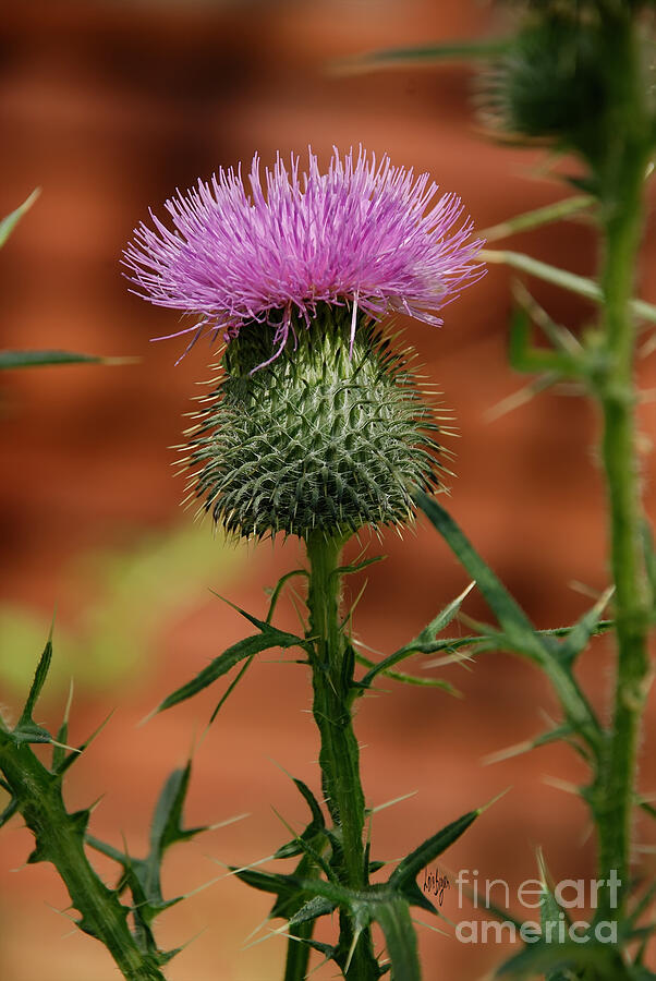 Scotlands National Flower Photograph by Lois Bryan