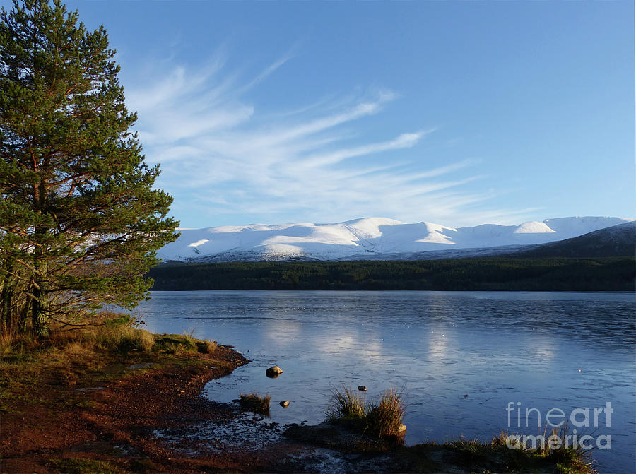Scots Pine and Loch Morlich - Cairngorm Mountains Photograph by Phil Banks