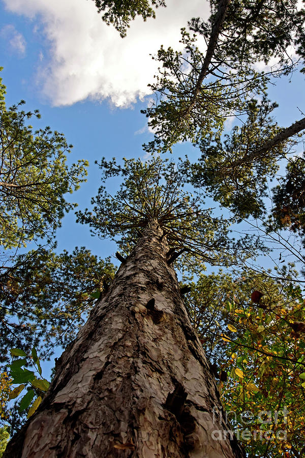 Scots Pine Reaching For The Sky Photograph