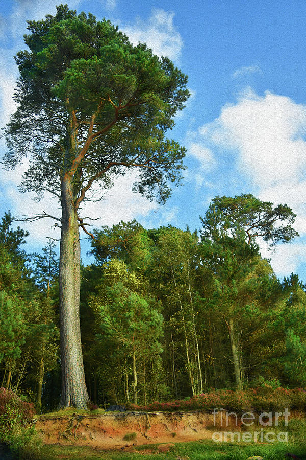 Scots Pine - Standing Proud Photograph by Yvonne Johnstone