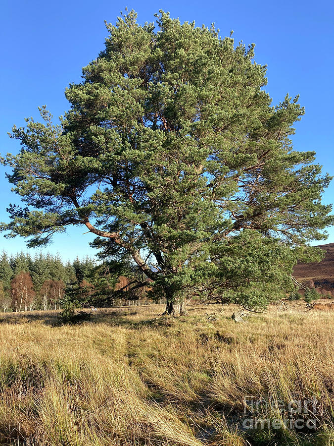 Scots pine tree Photograph by Phil Banks