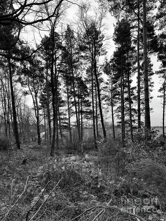 Scots Pine Trees East Lothian In Monochrome 02 Photograph