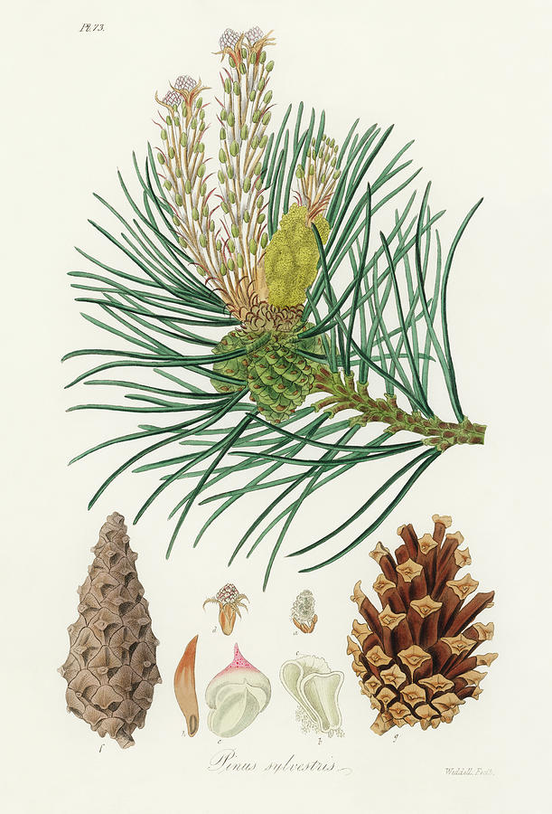 Drama privacy Thorough Scots Pine - Vintage Botanical Illustration Digital Art by Bellavista  Gallery - Pixels