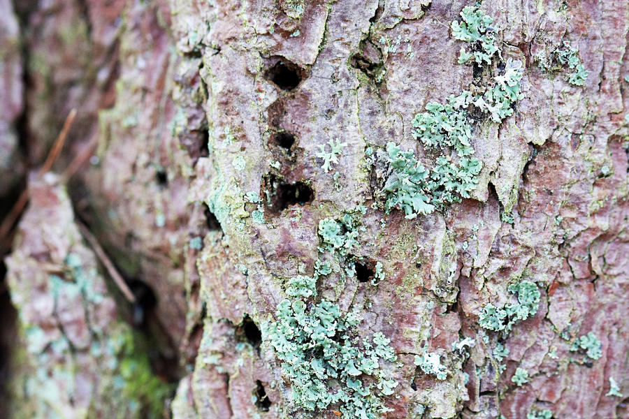 Nature Photograph - Scots Pine with Lichen by Alternative Perspectives