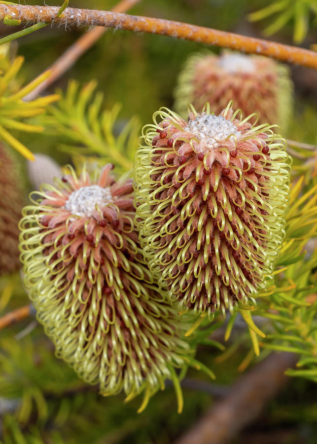 Nature Photograph - Scott River Banksia by Bruce Frye