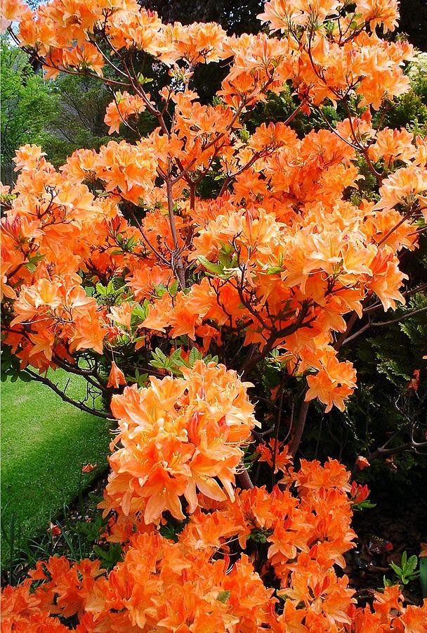 Scottish Azaleas Photograph by Margery Franklin - Fine Art America