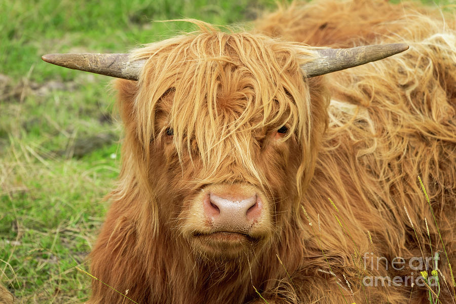 Nature Photograph - Scottish beauty, highland cow portrait by Delphimages Photo Creations