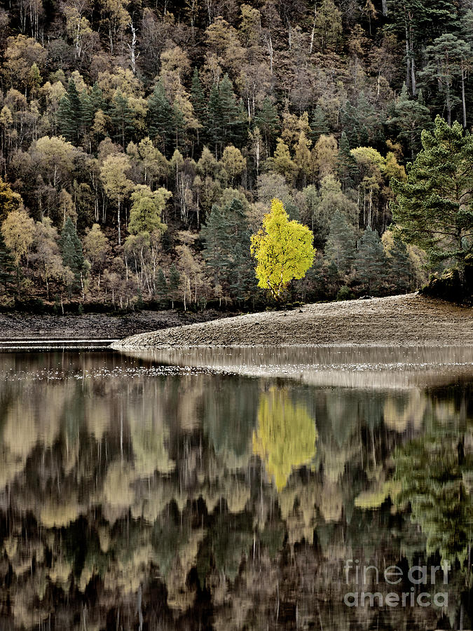 Scottish Beauty, Golden Autumn, Out Of The Crowd  Photograph by Tatiana Bogracheva