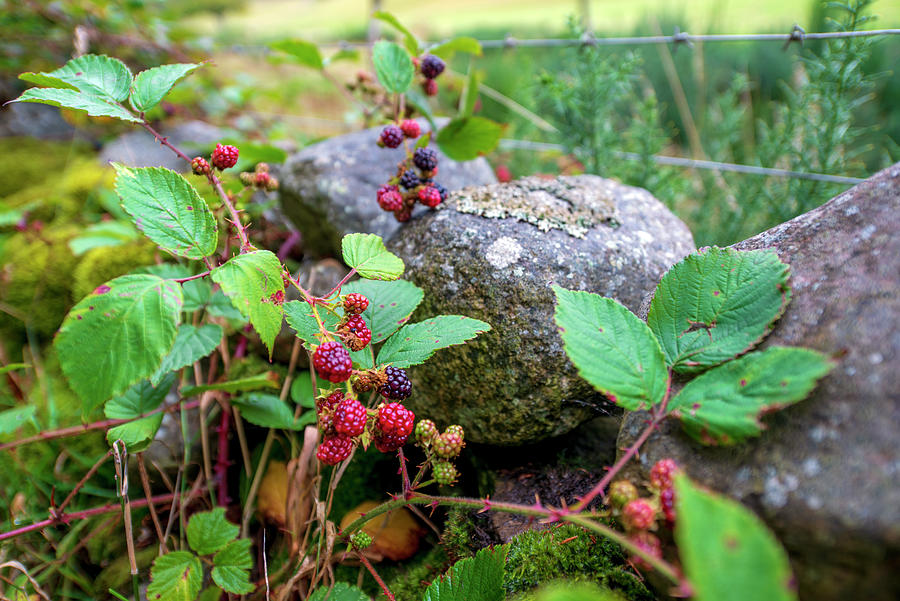 Scotlands Nature Fruits Photograph by Dubi Roman