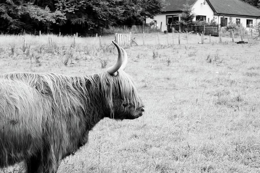 Scottish Cattle Farm BW Photograph by Christi Kraft