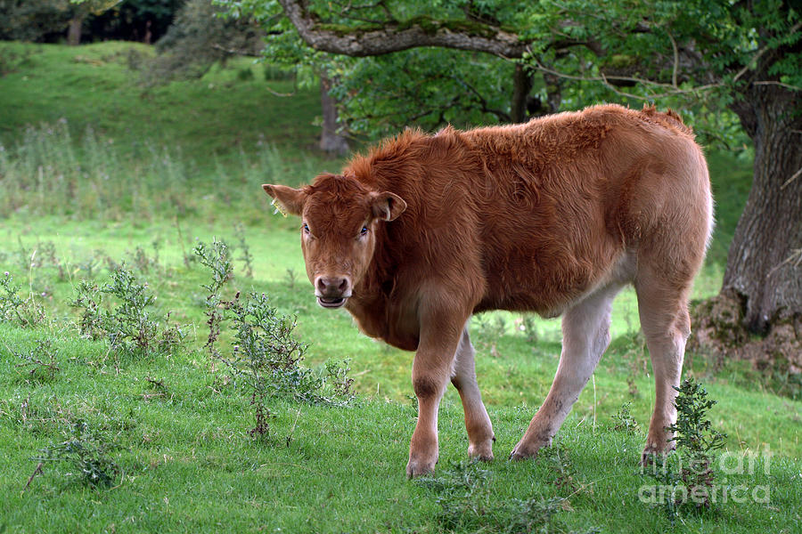 Scottish Cow Photograph by Tina Uihlein