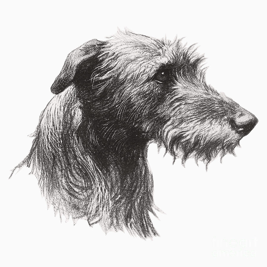 Scottish Deerhound Drawing by Herbert Thomas Dicksee - Fine Art America