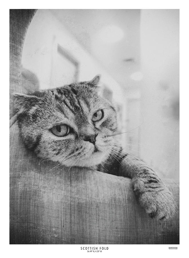 Scottish Fold Photograph by Julius Yls | Pixels