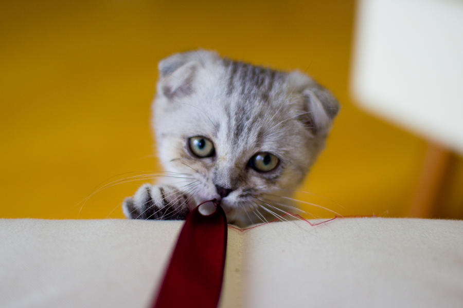 Scottish fold kitten Photograph by Alex Barlow