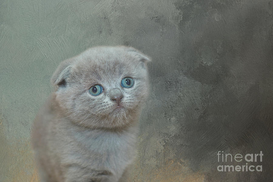 Cat Digital Art - Scottish Fold Kitten Two by Elisabeth Lucas