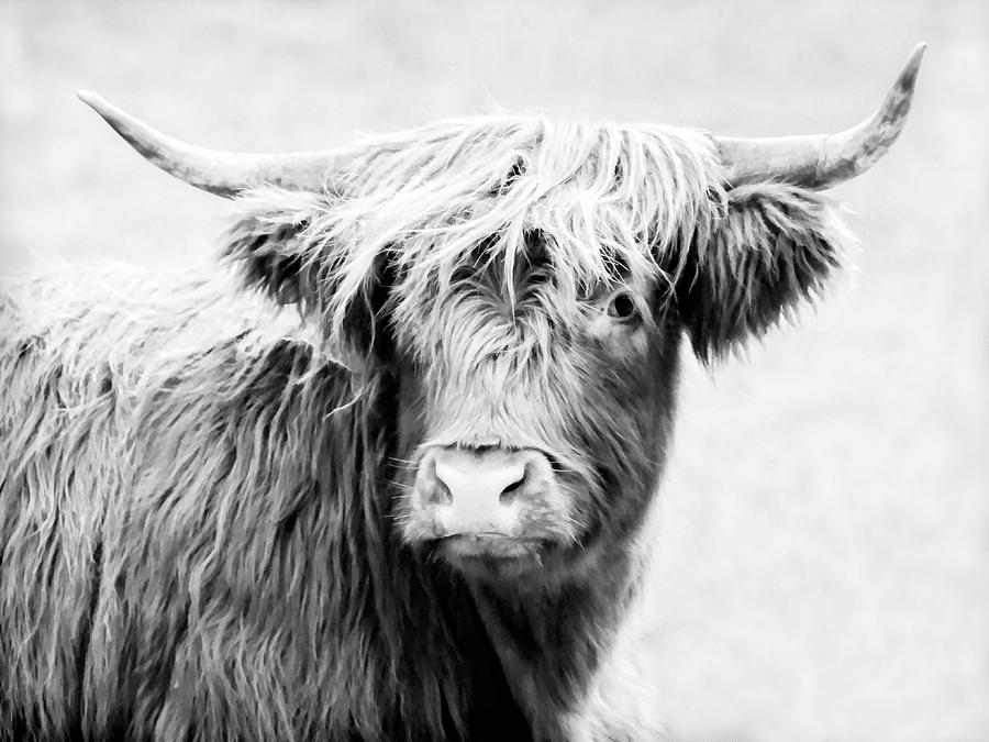 Scottish Highland Bull IV Photograph by Athena Mckinzie - Fine Art America