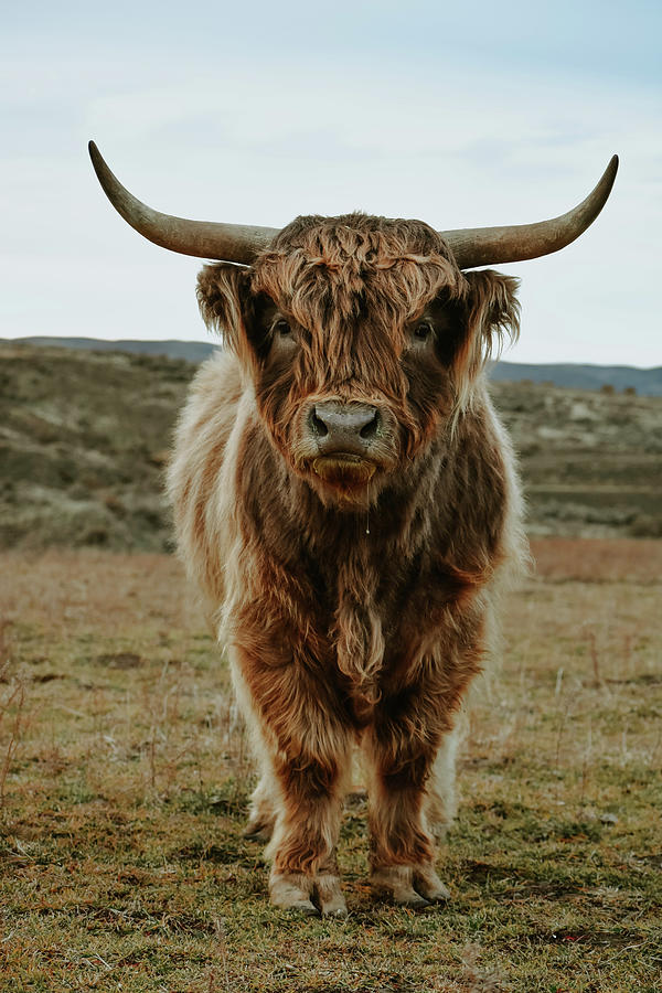 Scottish Highland Bull Photograph by Riley Bradford - Fine Art America