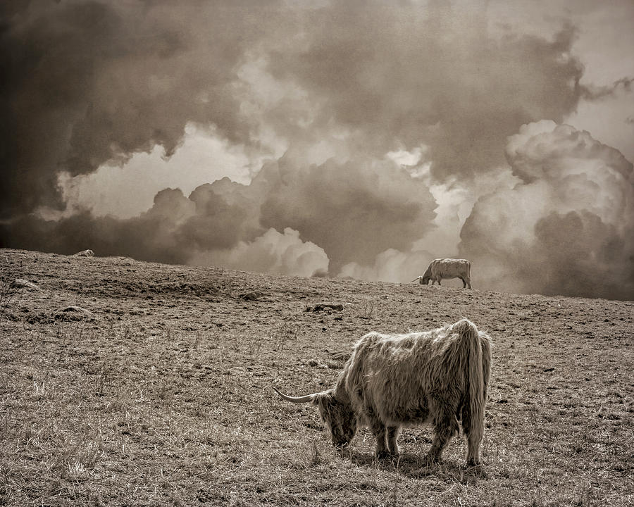 Scottish Highland Cattle and Clouds, No. 1 Photograph by Brooke T Ryan