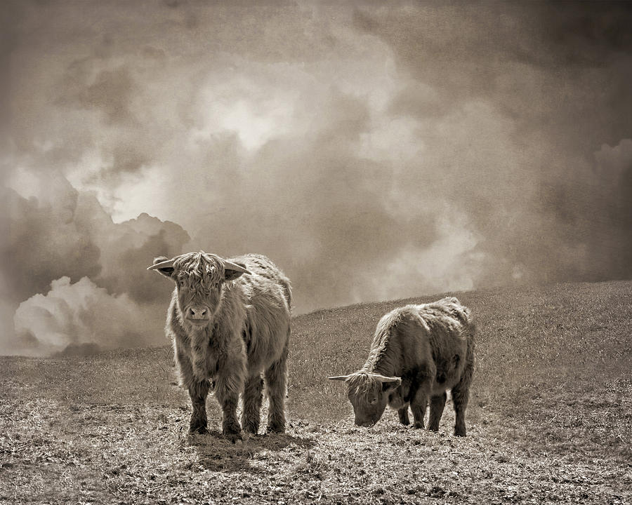 Scottish Highland Cattle and Clouds, No. 2 Photograph by Brooke T Ryan