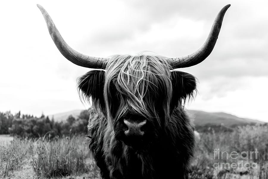 Scottish Highland Cattle Black and White Animal Painting by Evans ...