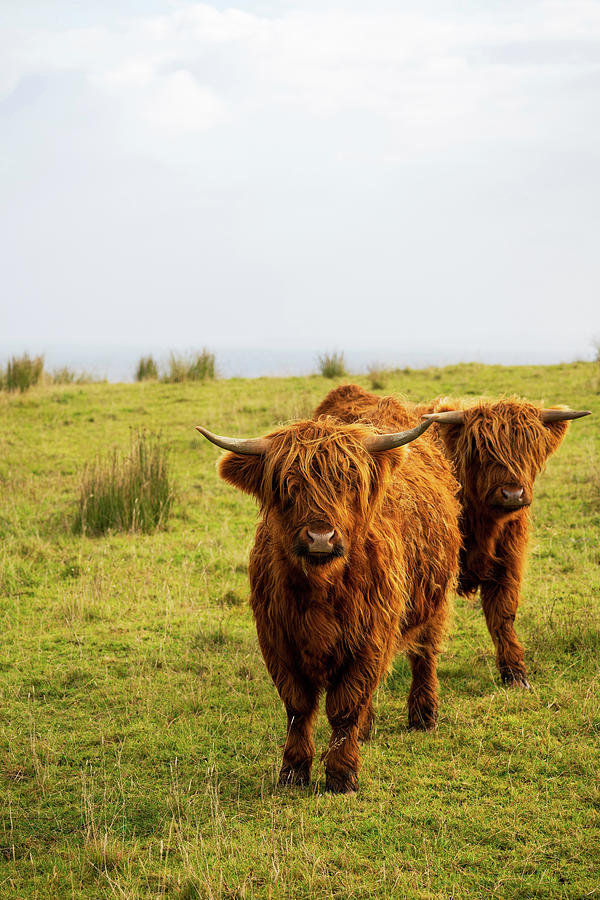 Scottish Highland Cattle Photograph by Brad Scott