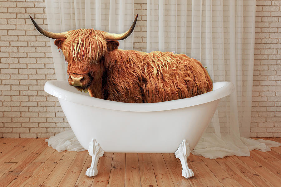 Vintage Painting - Scottish Highland Cattle Cow Bull Head Breeder in Bathtub by Tony Rubino