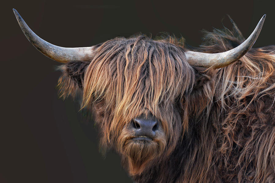 Scottish highland cattle in the Black Forest print by Joachim G. Pinkawa